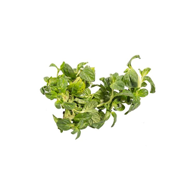 Menta-Wong-MENTA-1-84022