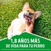 Dog-Chow-Trozos-Jugosos-Picnic-de-Cordero-Adultos-Doypack-100-gr-3-1340