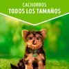 Dog-Chow-Trozos-de-Carne-Adultos-Raza-Mini-y-Peque-a-Doypack-100-gr-7-17192912