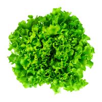 Lechuga Hidropónica x un