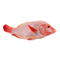 Tilapia-Roja-Eviscerada-x-kg-1-282497804