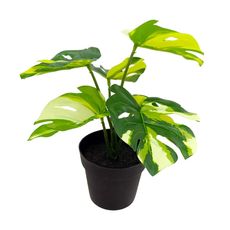 Planta-Krea-En-Maceta-D2-1-351641007