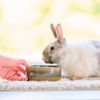 Alimento-Beaphar-Care-Rabbit-250g-1-351651626