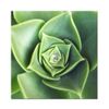 Canvas-Krea-Flores-03-20x20cm-1-351642225