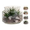 TARRO-CRISTAL-C-PLANTA-16X13CM-1-326186311