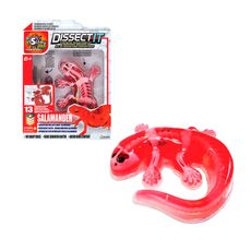 Juego-Disecci-n-Esqueleto-con-Slime-Salamandra-1-351674245