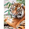 Rompecabezas-1000-Sumatran-Tiger-Square-Box-2-351676679