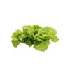 LECHUGA-SEDA-EN-TAPER-X-UN-ECOLOGIC-3-351676779