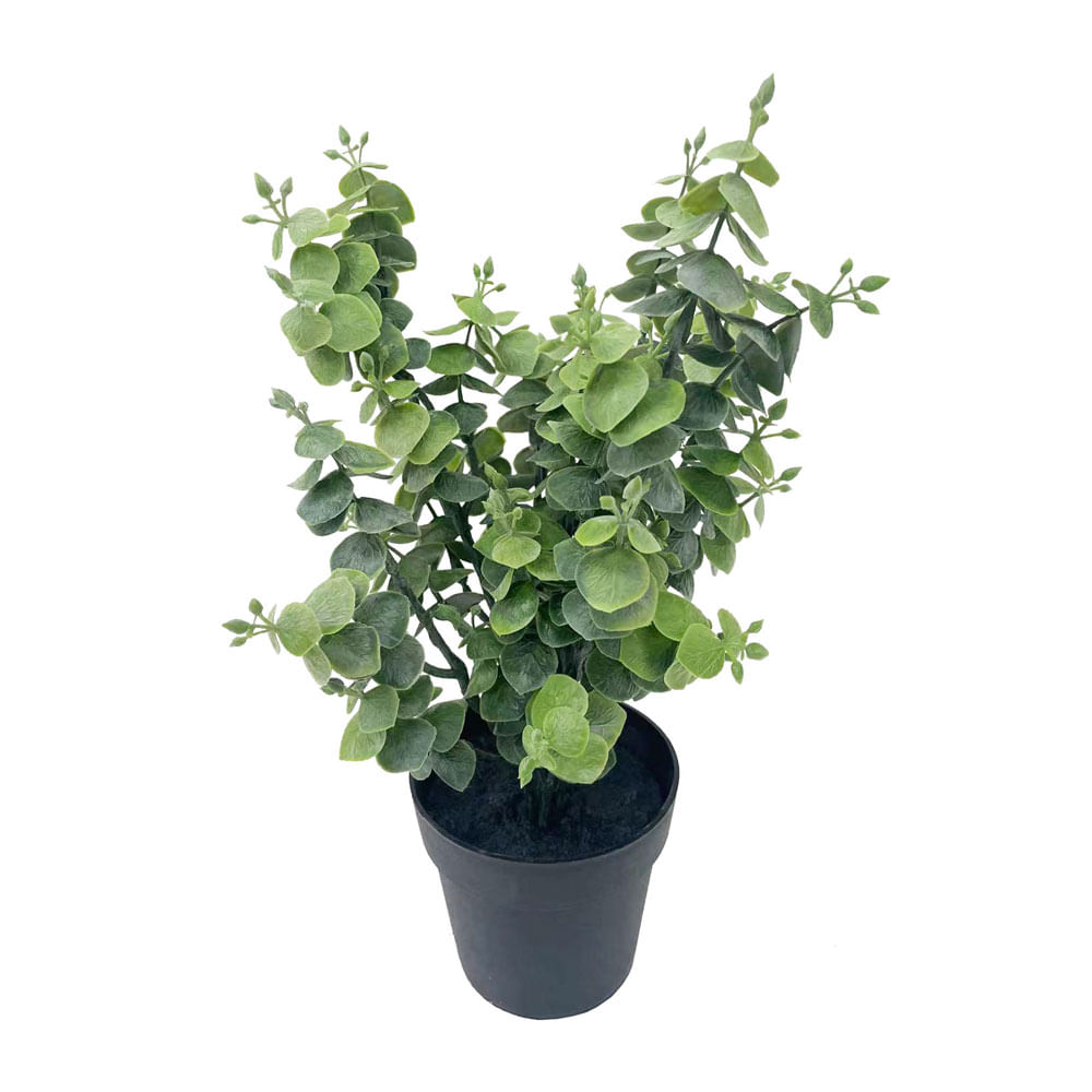 Planta Krea en Maceta