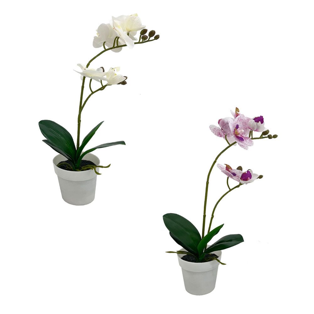 Orquídeas Krea en Maceta