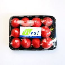 Rabanito-Viva-12un-1-351696134