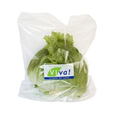 Lechuga-Americana-Viva-un-1-351696135