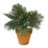 Palmera-Krea-Sahara-1-351690555