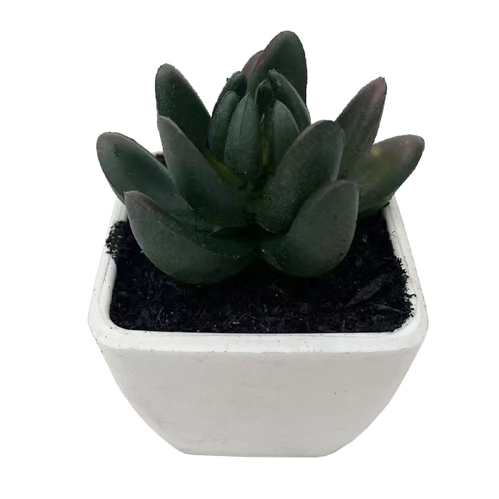 Suculentas en Cerámica Krea Chica Blanca