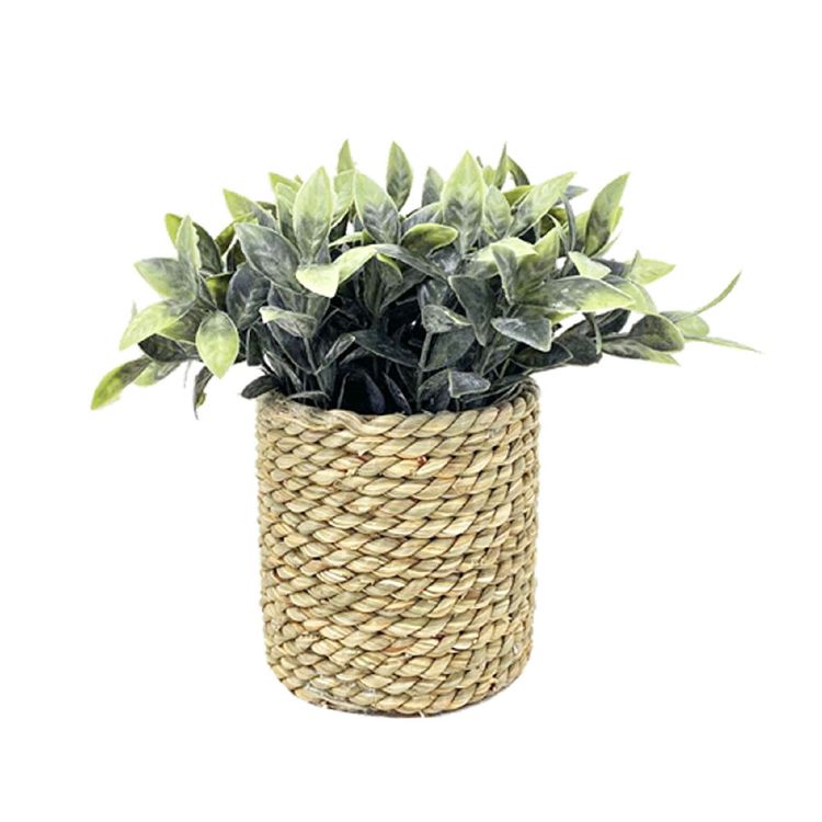 Plantas en Maceta M+Design Cuerda