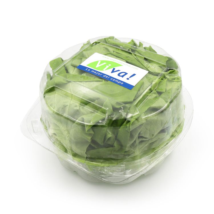 Lechuga Butterhead Viva Pote