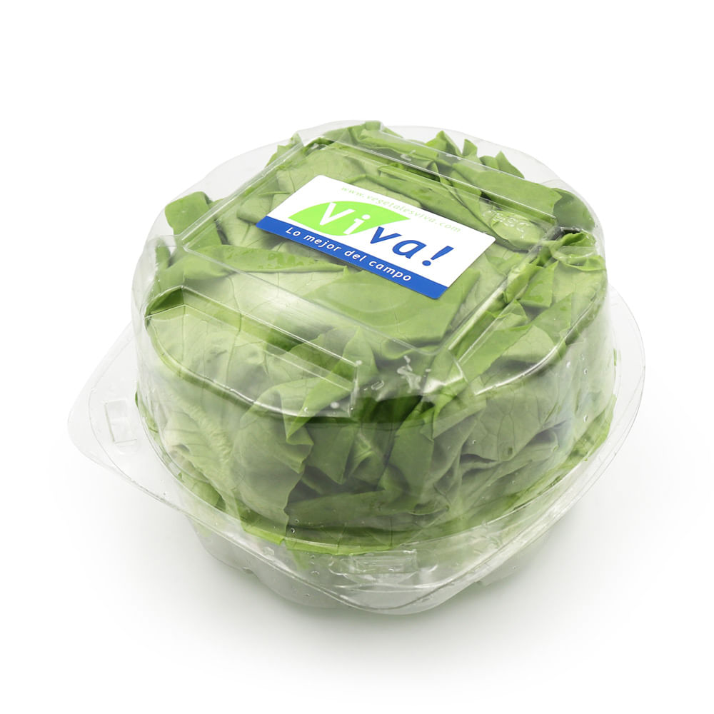 Lechuga Butterhead Viva Pote