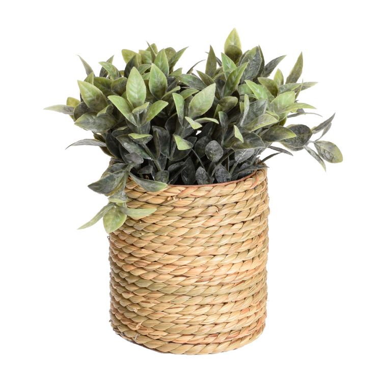 Planta en Maceta de Algas H&S Collection 110x115mm Planta en Maceta de Algas H&S Collection 110x115mm